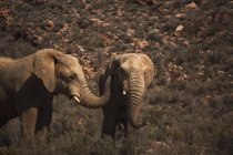 Дикі слони пасуться на луках у сонячний день — стокове фото