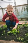 Netter kleiner Junge berührt Pflanze im Gewächshaus — Stockfoto