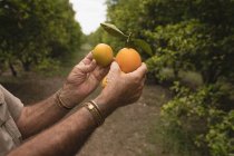 Landwirt hält Orangenfrüchte auf dem Hof — Stockfoto