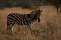 Zebra de pé na Savannah no parque de safári — Fotografia de Stock