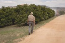 Вид сзади на фермера, идущего по оранжевой ферме — стоковое фото