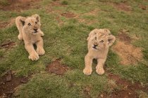 Львиные детеныши отдыхают на траве в сафари парке — стоковое фото