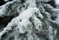Close-up de folhas de pinho cobertas de neve durante o inverno — Fotografia de Stock