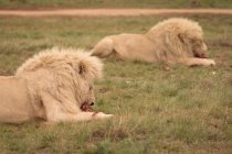 Leões comendo carne no parque de safári — Fotografia de Stock