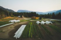 Vista panorámica de la fila de cultivo en la granja al amanecer - foto de stock