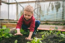 Kid patting soil on top in greenhouse — Stock Photo