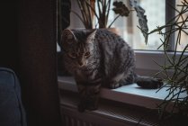 Primer plano de gato de mascota sentado en el alféizar de la ventana - foto de stock