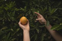 Primer plano de la mano arrancando naranja en la granja - foto de stock