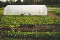 Fermier cueillette des plantes fraîches cultivées dans une ferme par une journée ensoleillée — Photo de stock
