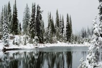 Snow covered pine trees and standing water during winter — Stock Photo