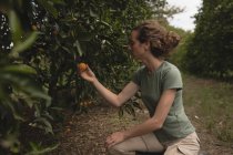 Вид збоку жінки-фермера перевіряє апельсин на фермі — стокове фото
