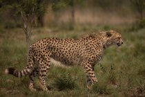 Cheetah walking in grassland at safari park on a sunny day — Stock Photo