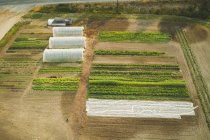 Повітряні плантації на фермі в сонячний день — стокове фото