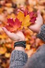Крупный план женских рук, держащих кленовые листья осенью — стоковое фото