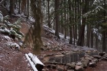 Leere heiße Quelle im Winter im Wald — Stockfoto