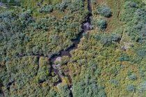 Visão aérea do córrego que flui através da floresta verde — Fotografia de Stock
