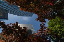 Low angle view of skyscrapers and red foliage in city. — Stock Photo