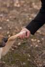 Close-up of man shaking hands with his dog — Stock Photo
