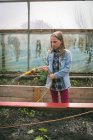 Мила дівчина поливає саджанці в теплиці — стокове фото