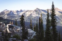 Albero di conifere coperto su una montagna in una giornata di sole — Foto stock