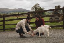 Couple nourrissant la chèvre au ranch — Photo de stock