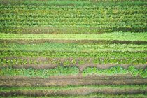 Row of mixed crop plantation in the farm — Stock Photo