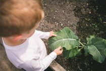Niño sosteniendo planta licencia en mano en invernadero - foto de stock