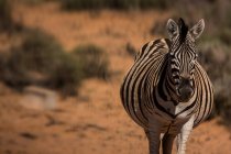 Зебра стоит на пыльной земле в солнечный день — стоковое фото