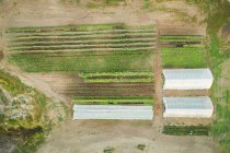Piante coltivate sotto serra coperta di plastica su un campo in una giornata di sole — Foto stock