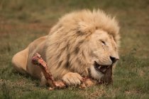 Лев ест мясо в сафари-парке в солнечный день — стоковое фото