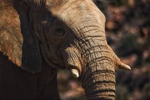 Primer plano del elefante mostrando su colmillo en un día soleado - foto de stock