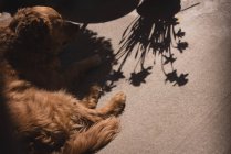 Домашняя собака отдыхает в солнечный день — стоковое фото
