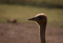 Primer plano del avestruz en el parque safari - foto de stock