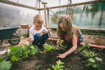 Jardinería para niños juntos en invernadero - foto de stock