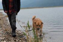 Нижняя часть человека и его домашняя собака прогуливаются по берегу реки — стоковое фото