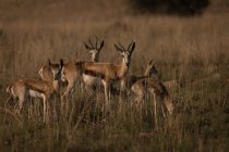 Mandria di antilopi al pascolo sulla Savana in una giornata di sole — Foto stock