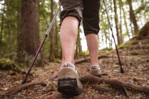 Low section of mature woman with hiking poles walking in the forest — Stock Photo
