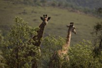 Due giraffe nel parco safari in una giornata di sole — Foto stock