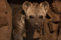 Close-up of baby hyena at safari park — Stock Photo