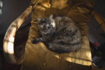 Повышенный вид на кошку, сидящую на деревянном стуле дома — стоковое фото