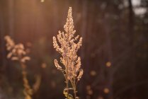 Primo piano della flora innevata durante l'inverno — Foto stock