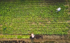 Vue du dessus d'un agriculteur cueillant des plantes fraîches cultivées dans une ferme — Photo de stock