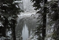 Річка з покритими снігом деревами з боків взимку — стокове фото