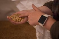 Gros plan d'une travailleuse qui vérifie les grains en entrepôt — Photo de stock