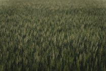 Зеленое поле в сельской местности — стоковое фото