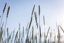 Ernte auf dem Feld an einem sonnigen Tag — Stockfoto