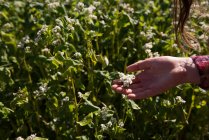 Frau hält Pflanze an einem sonnigen Tag auf dem Feld — Stockfoto