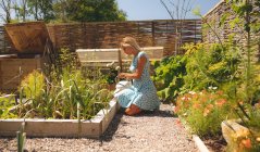 Жінка поливає рослини в саду в сонячний день — стокове фото