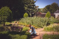 Молодая женщина трогает растение в саду — стоковое фото