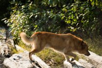 Собака гуляет по скале в сельской местности — стоковое фото